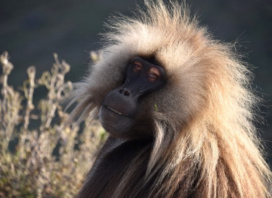 Ethiopie - Route historique et découverte du Dallol