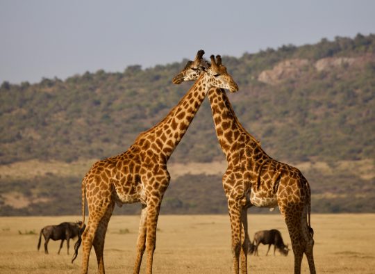 Tanzanie - Migration en Tanzanie dans la région de Ndutu