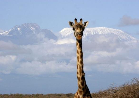 Ascension du Kilimandjaro par la voie Machame - Les matins du monde