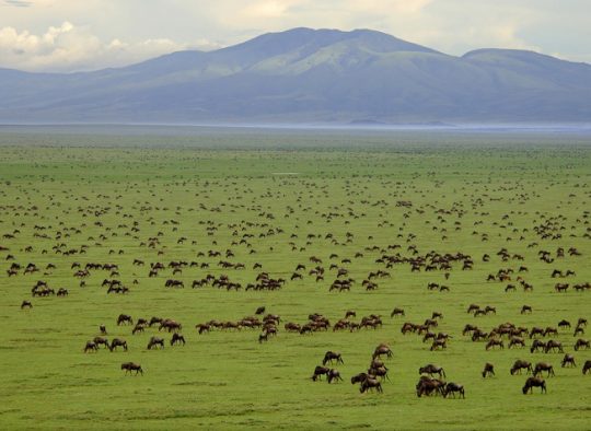 Migration en Tanzanie dans la région de Ndutu - Les matins du monde