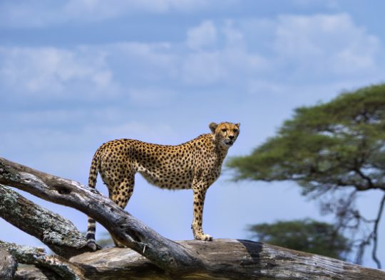 Tanzanie - Grande Migration Serengeti Mara