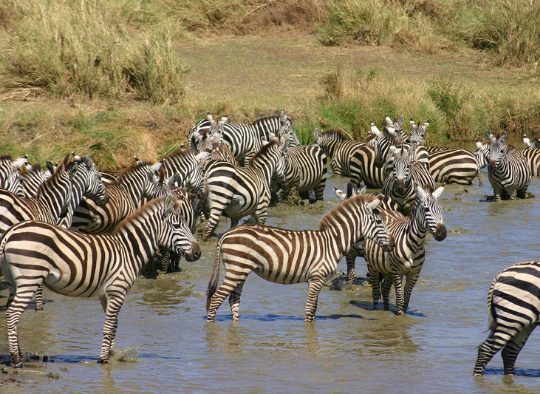 Tanzanie - Migration en Tanzanie dans la région de Ndutu