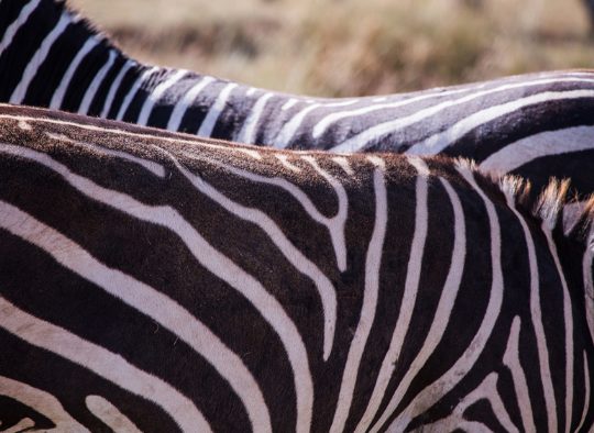 Tanzanie - Safari découverte Tanzanie et Zanzibar