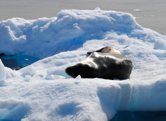 Antarctique - Voyage d'exception en péninsule Antarctique