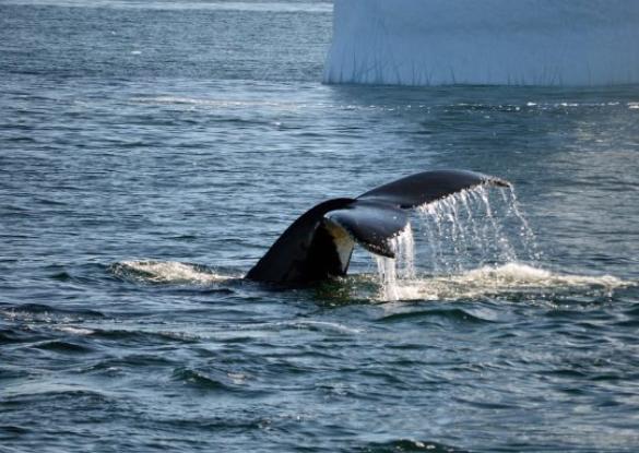 Ski exploration en Péninsule Antarctique - Les matins du monde