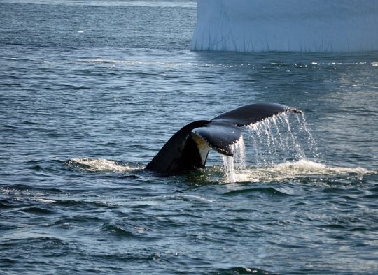 Ski exploration en Péninsule Antarctique - Les matins du monde