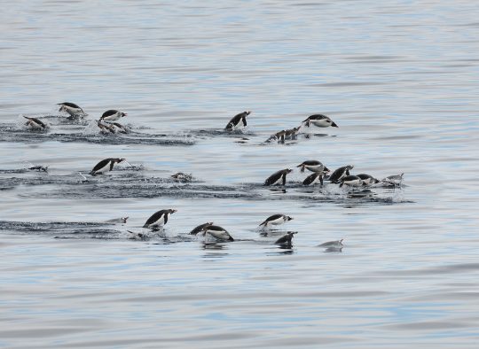Antarctique - Ski de randonnée et voile