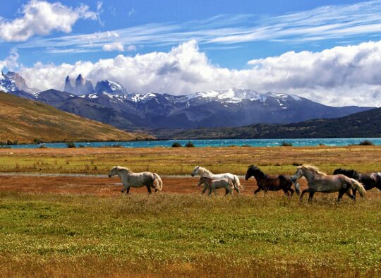 Argentine - A la découverte de la patagonie Argentine et Chilienne en passant par le Cap Horn