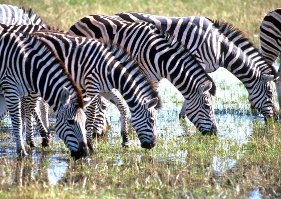 Le grand Botswana - Les matins du monde