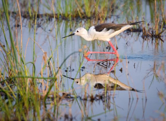 Botswana - A la carte : votre voyage sur mesure