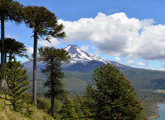 Les volcans d'Araucanie - Les matins du monde