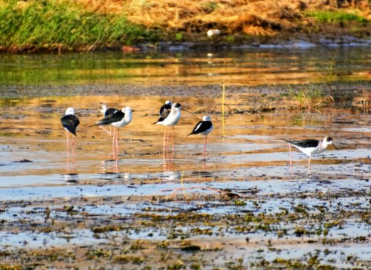 Egypte - Lac Nasser, joyau de la vallée du Nil