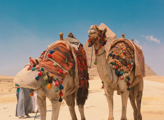 Egypte - Découverte d’Alexandrie et Le Caire