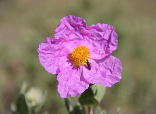 Baléares - Îles Baléares - Randonnées à Majorque