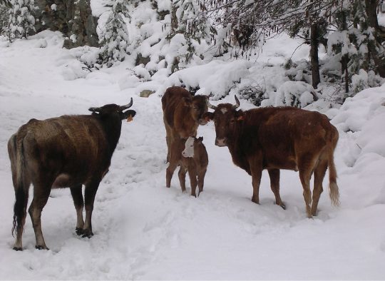 France - Ski de randonnée en Corse
