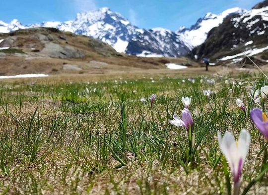 France - Parc des Ecrins randonnée et traversée sauvage