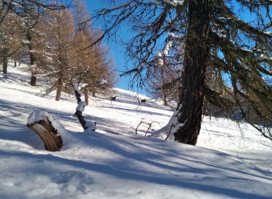 France - Rando raquette à la découverte du Haut Giffre