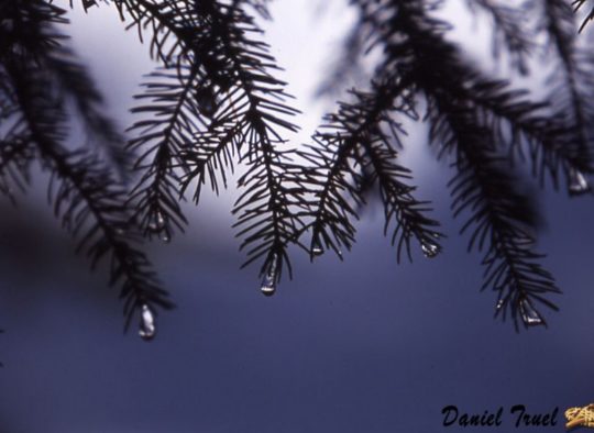 Raquettes, randonnées en étoile tous les après-midi - Les matins du monde