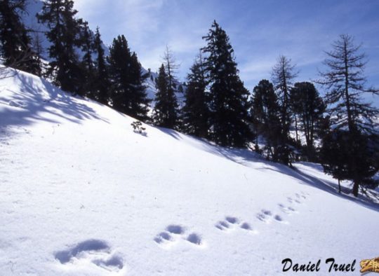 France - Raquettes, randonnées en étoile tous les après-midi