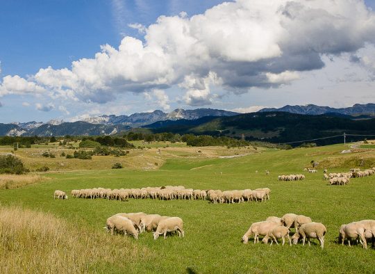 France - Traversée du Vercors, entre forêts, crêtes et plateaux