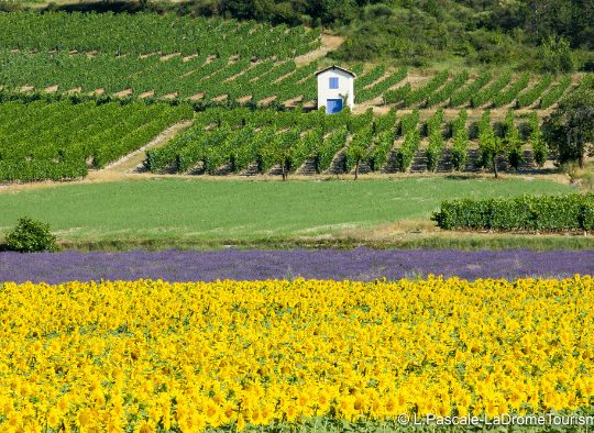 France - Terroir et paysages - Randonnées en étoile entre Diois et Vercors
