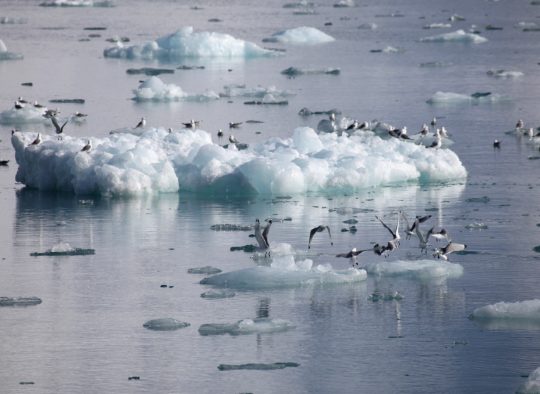 Ski Bateau sur la côte Ouest du Groenland  - Les matins du monde