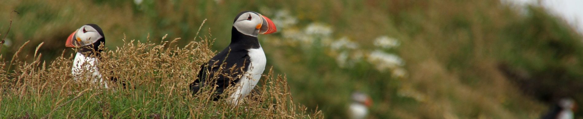 Destination - Islande