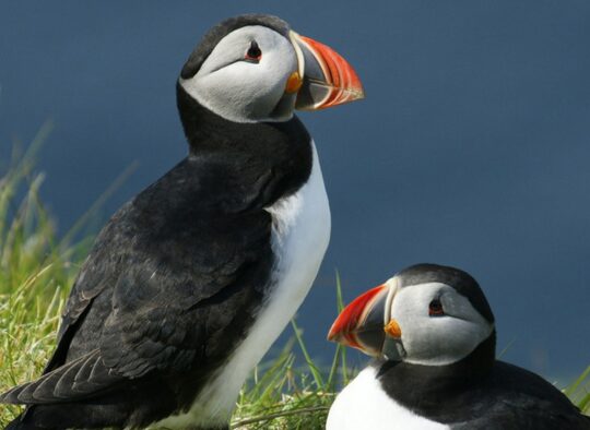 Islande - Péninsule de Snæfellsnes et fjords oubliés du nord-ouest