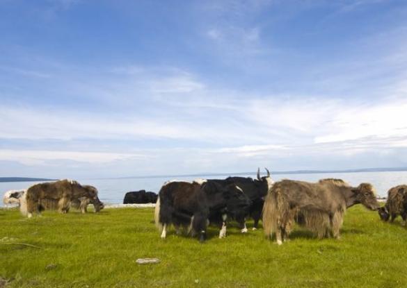 Immersion en Mongolie Festival du feutre et yak  - Les matins du monde