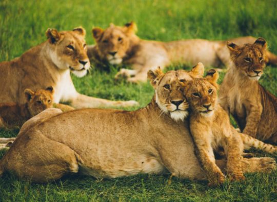 Kenya - Safaris dans les parcs du Kenya