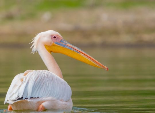 Kenya - Safaris dans les parcs du Kenya