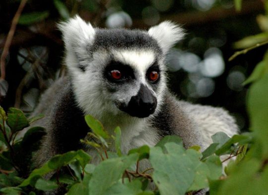 Madagascar - A la carte : votre voyage sur mesure