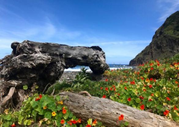 Découverte de Madère, un jardin vertical - Les matins du monde