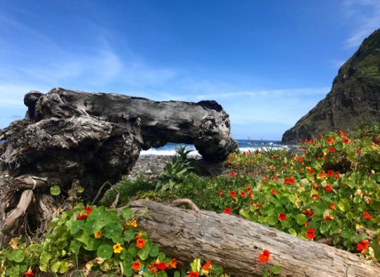 Madère - A la carte : votre voyage sur mesure