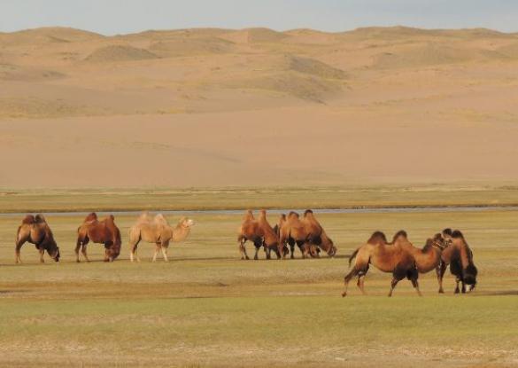 La Route du Sel - Les matins du monde