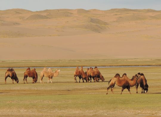 La Route du Sel - Les matins du monde
