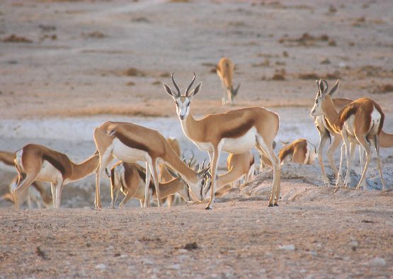 Essentiel de la Namibie - Les matins du monde