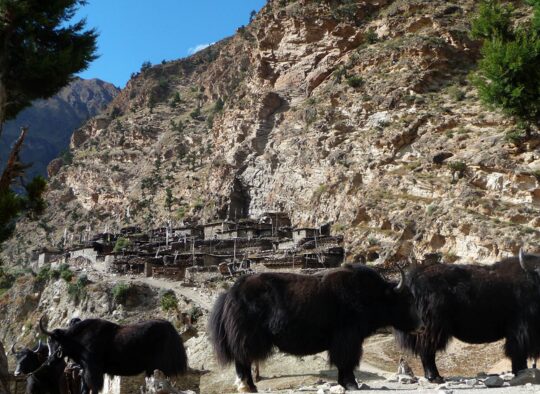 Népal - Putha Hiunchuli 7245m
