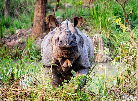 Népal - Yoga Retreat & Randonnée
