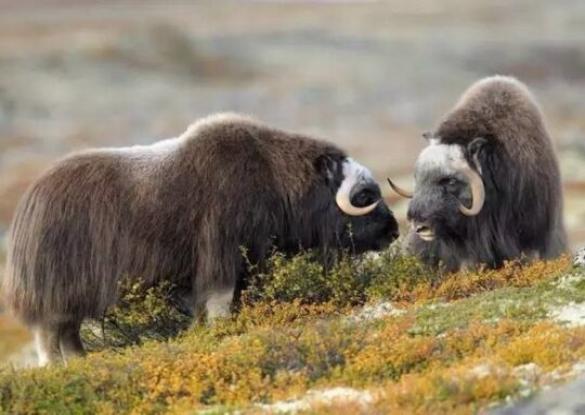 Des fjords encaissés aux glaciers millénaires - Les matins du monde