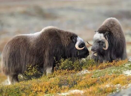 Des fjords encaissés aux glaciers millénaires - Les matins du monde