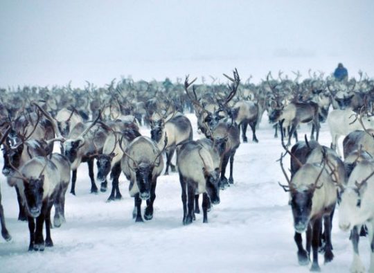 Russie - Ski de rando en Oural, au pays des Nénètses