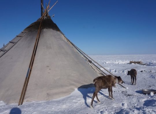 Russie - Ski de rando en Oural, au pays des Nénètses