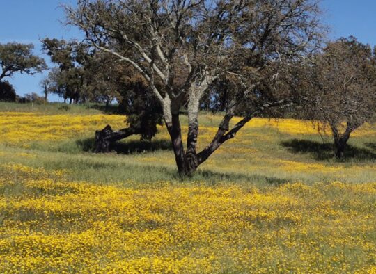 Portugal - Rota Vicentina, la côte sauvage du Portugal
