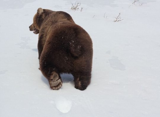 Russie - Ski de randonnée sur les volcans du Kamchatka