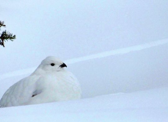 Russie - Raquette et aurores boréales en Russie - Carélie, Kiji et Kola