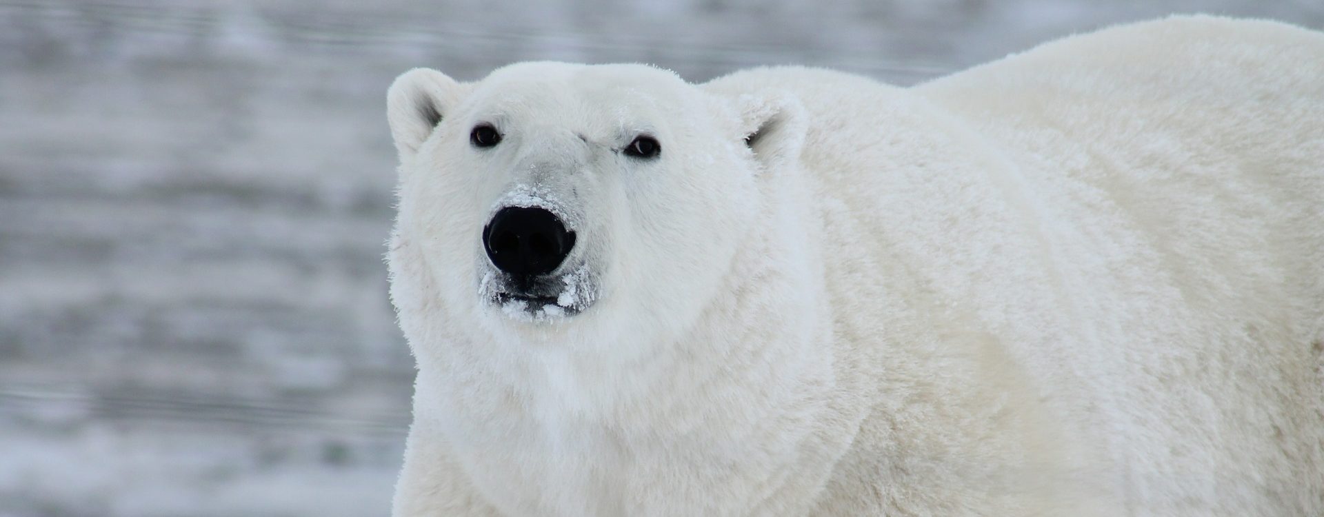 Destination : Spitzberg - Les matins du monde