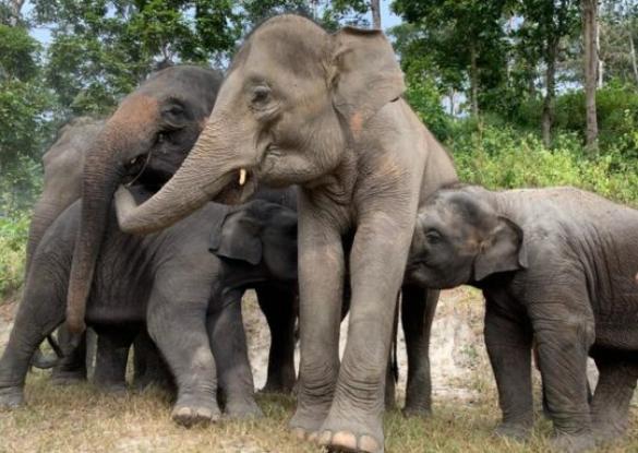 Voyage en Soi sur la Terre des éléphants en Thailande - Les matins du monde