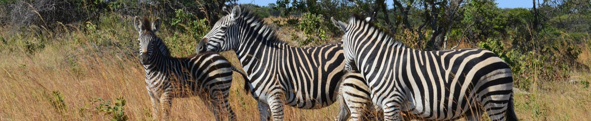 Zimbabwe - Les Matins du Monde